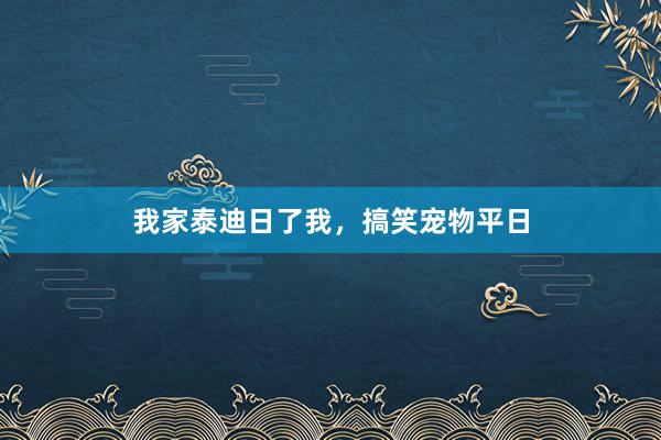 我家泰迪日了我，搞笑宠物平日